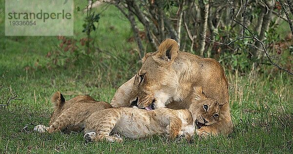 Afrikanischer Löwe (Panthera leo)  Mutter und Jungtier  Masai Mara Park in Kenia