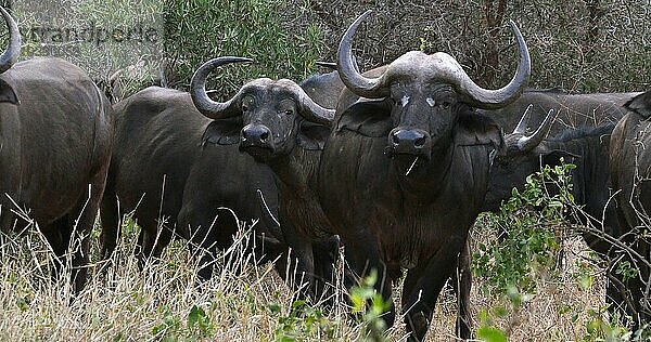 Kaffernbüffel (syncerus caffer)  stehende Herde in der Savanne  Tsavo Park in Kenia