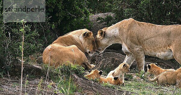 Afrikanischer Löwe (Panthera leo)  Mutter und Jungtiere  Masai Mara Park in Kenia