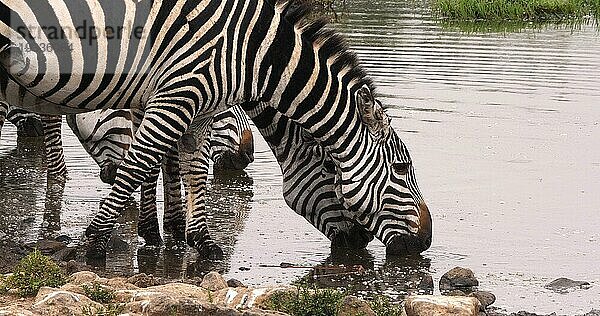 Grant's Zebra (equus burchelli) boehmi  Herde am Wasserloch  Nairobi Park in Kenia