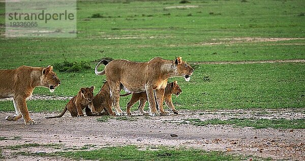 Afrikanischer Löwe (Panthera leo)  Mutter und Jungtier  Masai Mara Park in Kenia