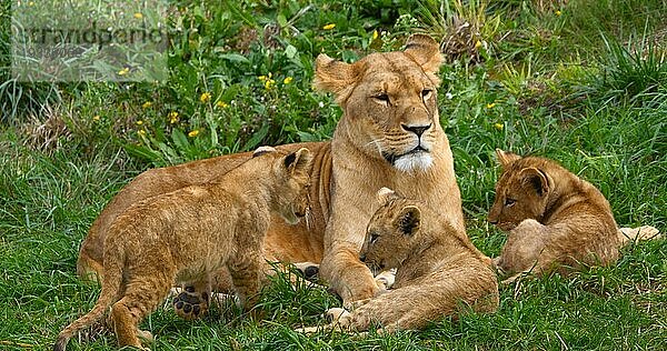 Afrikanischer Löwe (panthera leo)  Mutter und Jungtier