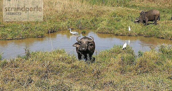 Kaffernbüffel (syncerus caffer)  Gruppe am Wasserloch  Nairobi Park in Kenia