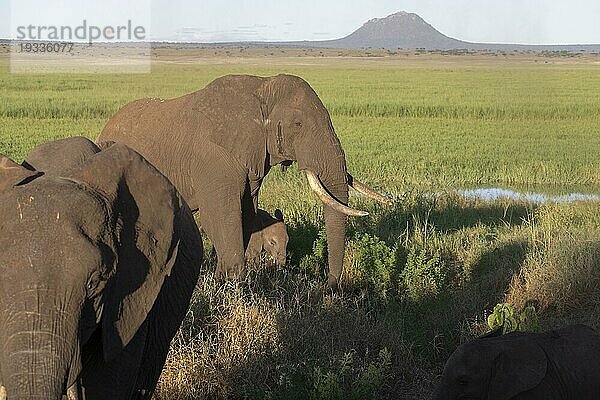 Afrikanischer Elefant (Loxodonta africana) Herde Taranagire Nationalpark Tansania  Tarangire National Park  Tanzania