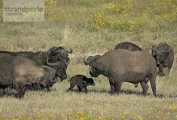 Kaffernbüffel (Syncerus caffer) Herde mit Jungtier  Ngorongorokrater  Ngorongoro Conservation Area  Tansania  Afrika