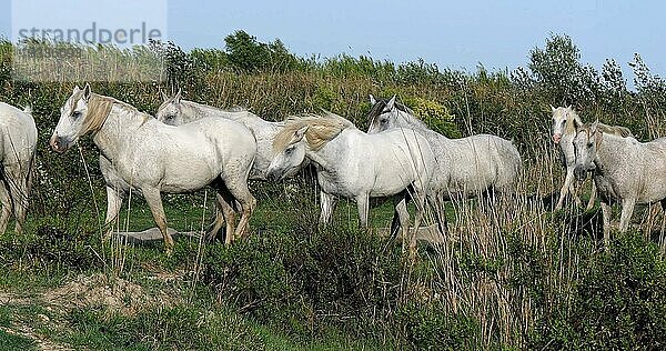 Camarguepferd Herde im Sumpf stehend  Saintes Marie de la Mer in der Camargue  in Südfrankreich