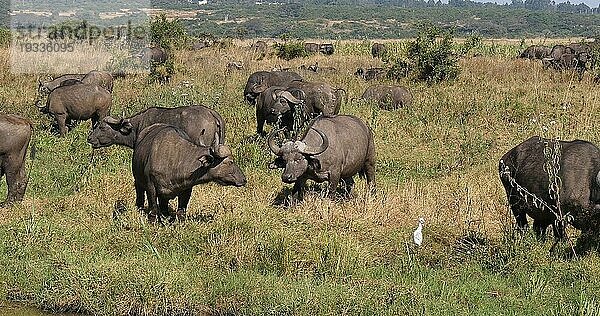 Kaffernbüffel (syncerus caffer)  Herde in der Savanne  Nairobi Park in Kenia