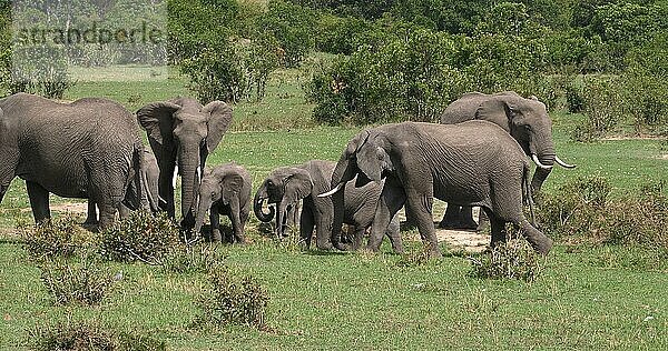 Afrikanischer Elefant (loxodonta africana)  Gruppe im Busch  Masai Mara Park in Kenia