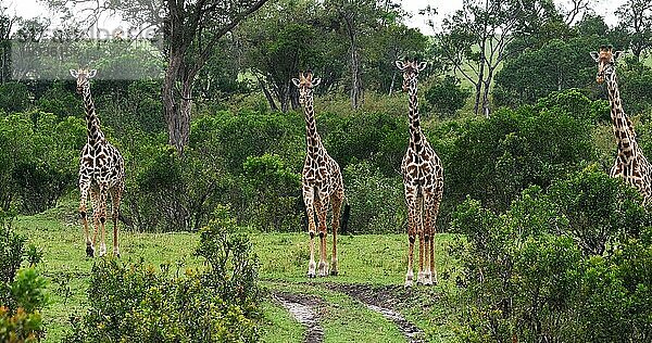 Masaigiraffe (giraffa camelopardalis tippelskirchi)  Gruppe stehend in Savanne  Masai Mara Park in Kenia