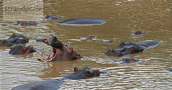 Nilpferd (hippopotamus amphibius)  Gruppe im Fluss stehend  gähnend  Masai Mara Park in Kenia