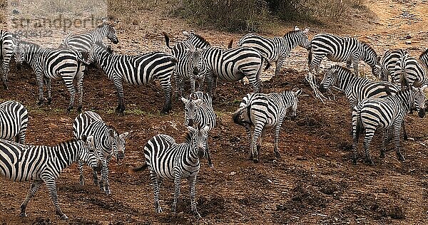 Grant's Zebra (equus burchelli) boehmi  Herde im Nairobi Park in Kenia