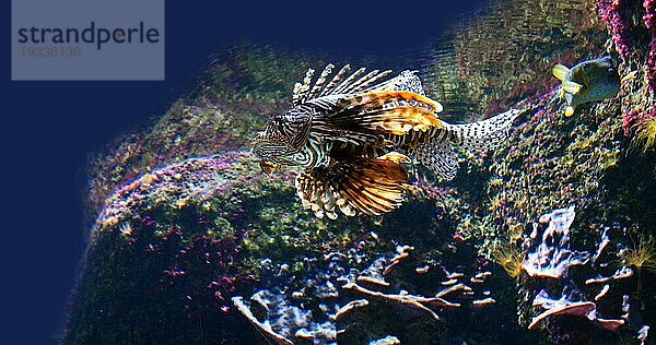 Gemeiner Rotfeuerfisch (pterois volitans)  giftige Art  erwachsen schwimmend