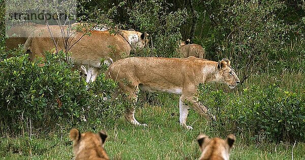 Afrikanischer Löwe (panthera leo)  Gruppe im Busch stehend  Masai Mara Park in Kenia