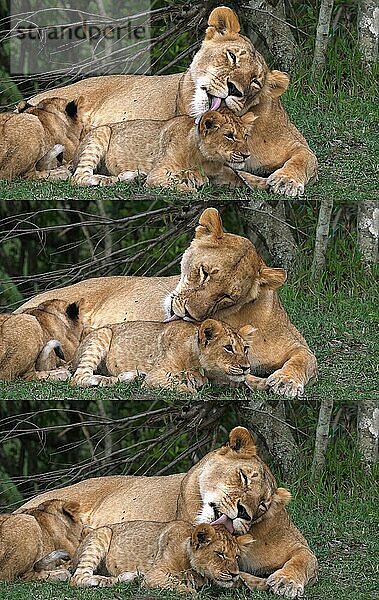 Afrikanischer Löwe (panthera leo)  Mutter leckt Jungtier  Masai Mara Park in Kenia