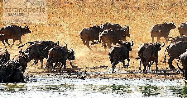 Kaffernbüffel (syncerus caffer)  Herde beim Trinken am Wasserloch  Tsavo Park in Kenia