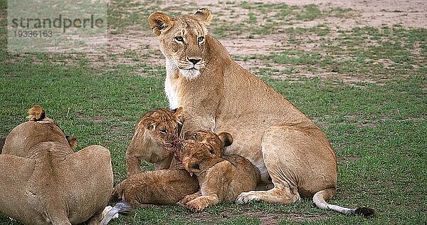 Afrikanischer Löwe (Panthera leo)  Mutter und Jungtiere  Masai Mara Park in Kenia