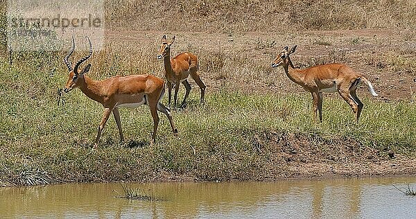 Impala (aepyceros) melampus  Gruppe stehend am Waherhole  Nairobi Park in Kenia