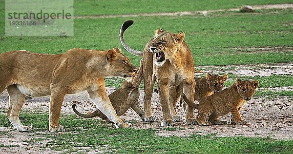 Afrikanischer Löwe (Panthera leo)  Mutter und Jungtiere  Masai Mara Park in Kenia