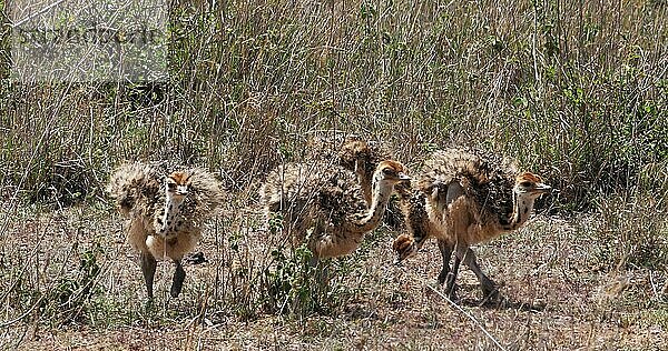 Afrikanischer Strauß (struthio camelus)  Küken wandern durch die Savanne  Nairobi National Park in Kenia