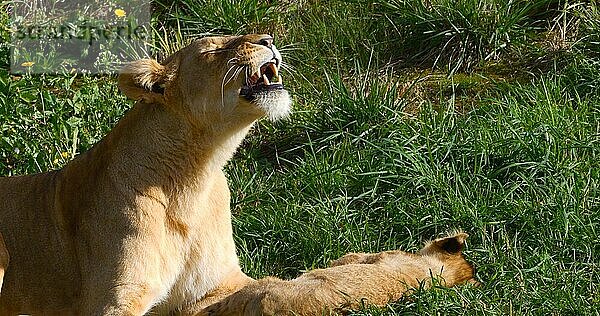 Afrikanischer Löwe (panthera leo)  Mutter und Jungtier