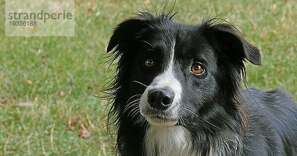 Border Collie Hund auf Gras  Portrait eines Rüden