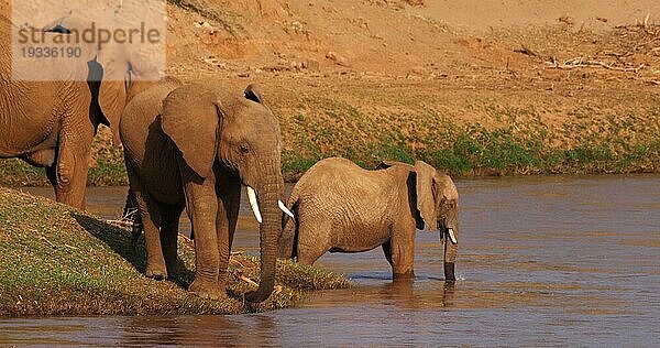 Afrikanischer Elefant (loxodonta africana)  Gruppe überquert Fluss  Samburu Park in Kenia