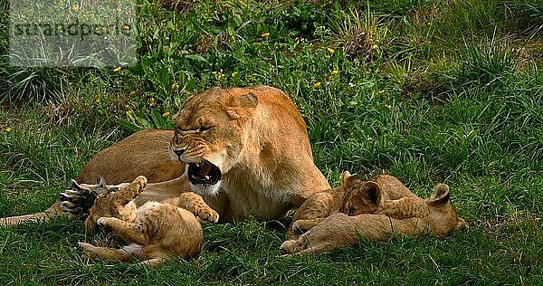 Afrikanischer Löwe (panthera leo)  Mutter und Jungtier