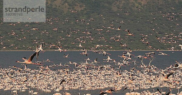 Zwergflamingo (phoenicopterus minor)  Gruppe im Flug  Kolonie am Bogoriasee in Kenia