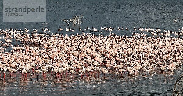 Zwergflamingo (phoenicopterus minor)  Kolonie am Bogoriasee in Kenia