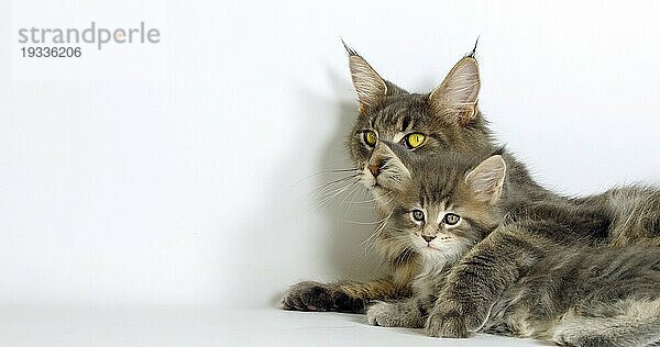 Brown Tortie Blotched Tabby Maine Coon und Blue Blotched Tabby Maine Coon  Hauskatze  Weibchen und Kätzchen liegen vor weißem Hintergrund  Normandie in Frankreich