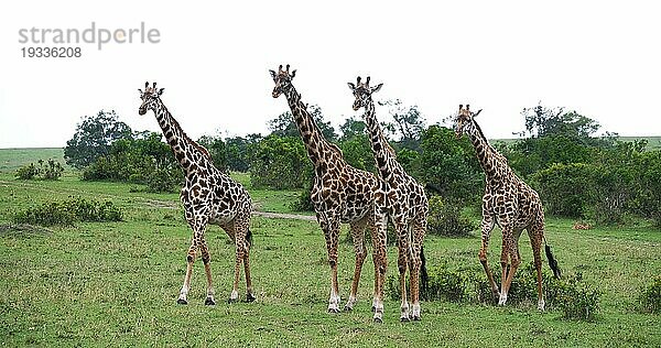 Masaigiraffe (giraffa camelopardalis tippelskirchi)  Gruppe stehend in Savanne  Masai Mara Park in Kenia