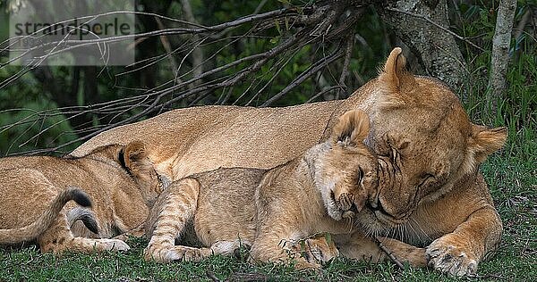 Afrikanischer Löwe (Panthera leo)  Mutter und Jungtiere  Masai Mara Park in Kenia