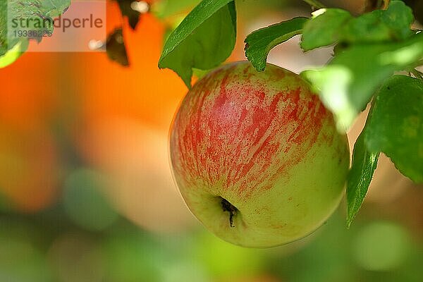 Reifer roter Apfel hängt erntereif am Baum  Bokeh im Hintergrund  Obstbaum  Obstgarten  Nordrhein-Westfalen  Deutschland  Europa