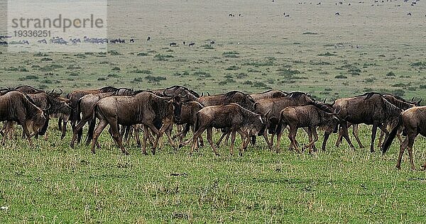 Streifengnu (connochaetes taurinus)  Herde während der Migration  Masai Mara Park in Kenia