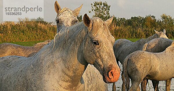 Camarguepferd Herde im Sumpf stehend  Saintes Marie de la Mer in der Camargue  in Südfrankreich