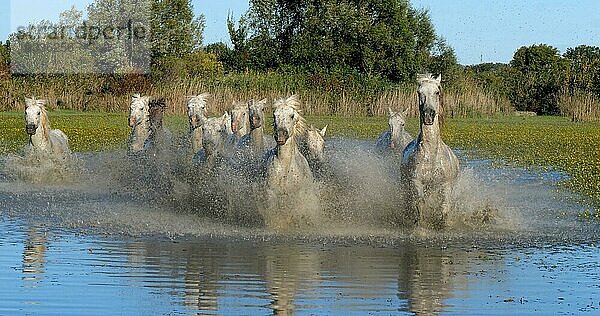 Camargue Pferd  Herde trabend oder galoppierend durch Sumpf  Saintes Marie de la Mer in der Camargue  in Südfrankreich