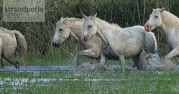 Camarguepferd Herde im Sumpf stehend  Saintes Marie de la Mer in der Camargue  in Südfrankreich