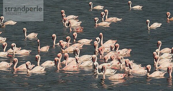 Zwergflamingo (phoenicopterus minor)  Kolonie am Bogoriasee in Kenia