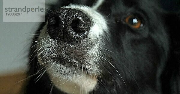 Border Collie Hund  Portrait eines Rüden  Nahaufnahme von Nase und Auge