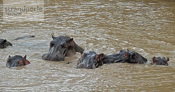 Nilpferd (hippopotamus amphibius)  Gruppe im Fluss stehend  Masai Mara Park in Kenia