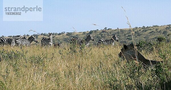 Afrikanischer Löwe (panthera leo)  Weibchen bei der Jagd  Herde von Burchell Zebras  Tsavo Park in Kenia