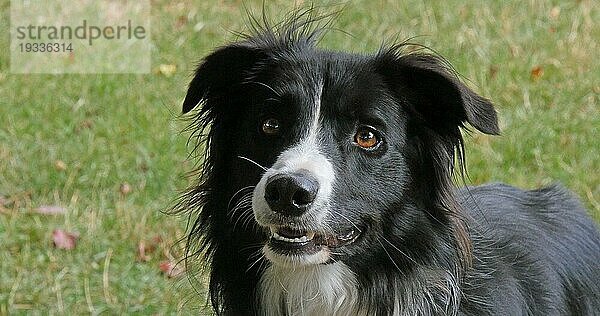 Border Collie Hund auf Gras  Portrait eines Rüden