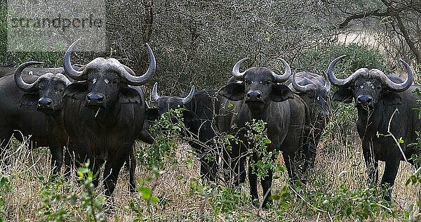 Kaffernbüffel (syncerus caffer)  stehende Herde in der Savanne  Tsavo Park in Kenia