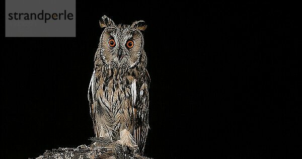 Waldohreule (asio otus)  erwachsen  Normandie in Frankreich