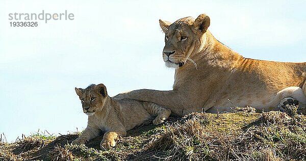 Afrikanischer Löwe (panthera leo)  Mutter und Jungtier