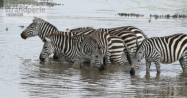 Grant's Zebra (equus burchelli) boehmi  Herde stehend am Wasserloch  Masai Mara Park in Kenia