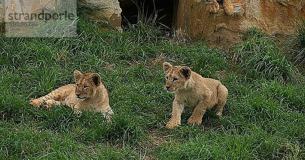 Afrikanischer Löwe (panthera leo)  spielendes Jungtier