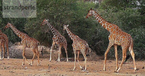 Masaigiraffe (giraffa camelopardalis tippelskirchi)  Gruppe stehend in Savanne  Masai Mara Park in Kenia