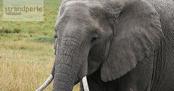 Afrikanischer Elefant (loxodonta africana)  Porträt eines Erwachsenen  Masai Mara Park in Kenia