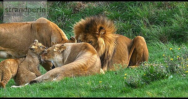 Afrikanischer Löwe (panthera leo)  Gruppe mit Männchen  Weibchen und Jungtier